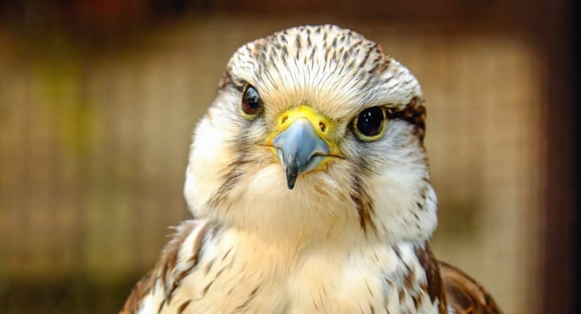 Odrażające, paskudne… ale sensowne. Naukowcy opracowali idealne drony szpiegujące