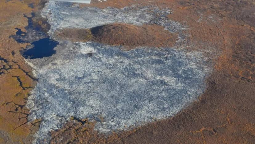 Największy zator drewniany zmapowany. Jak chroni ekosystem Ziemi przed ogromnym problemem?