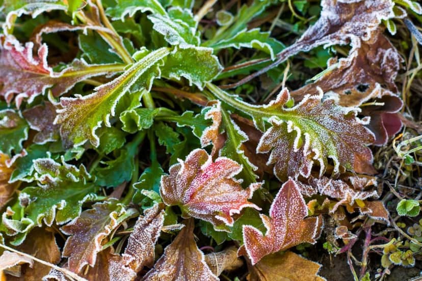 Naukowcy skontrowali przymrozek. Rośliny będą już bezpieczne