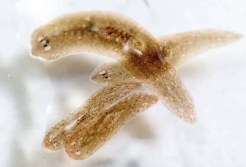 Te robaki są jak mrówki i pszczoły – mają nawet własnych żołnierzy!