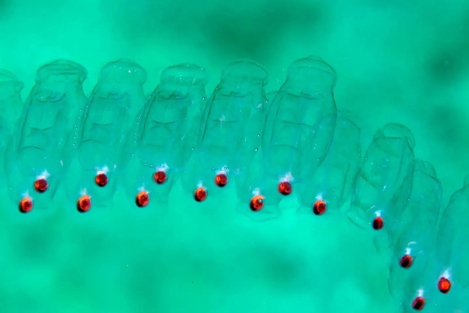 Roboty podwodne RoboSalp sprawiają wrażenie nie z tego świata… i inne światy właśnie mają podbijać