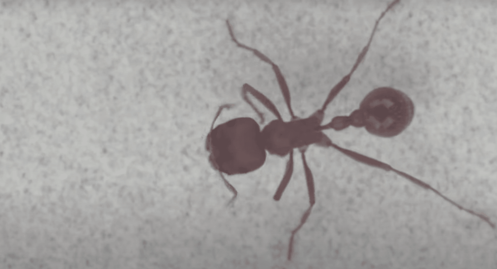 Mrówka obserwowana przez aparat MCAM /Fot. YouTube
