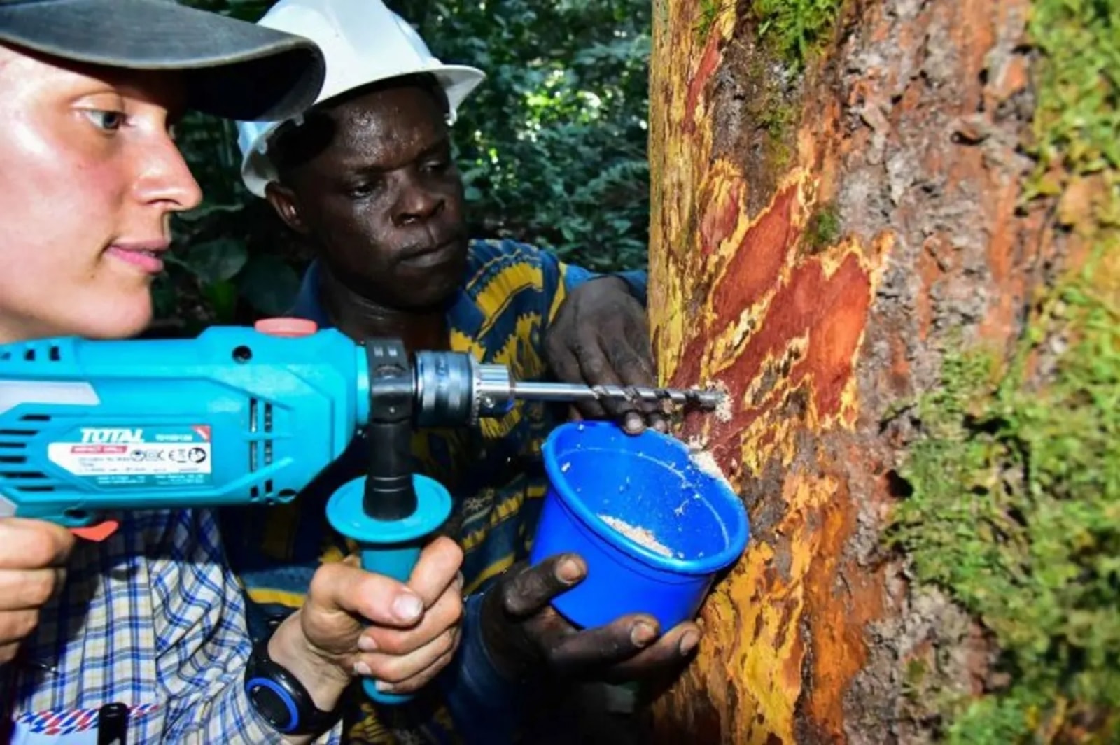 Nowo odkryta tajemnica drzew zajdzie na skórę przestępcom