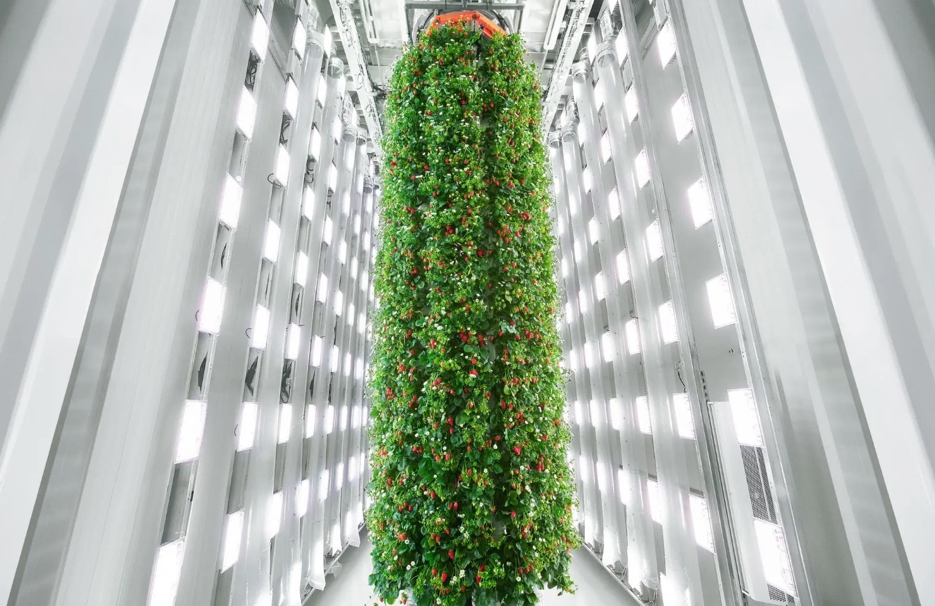 Tradycyjne rolnictwo to przeżytek? Spójrz tylko na tę pionową farmę truskawek